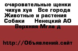 очаровательные щенки чихуа-хуа - Все города Животные и растения » Собаки   . Ненецкий АО,Верхняя Мгла д.